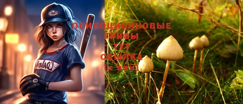 Галлюциногенные грибы Magic Shrooms  купить   Электросталь 